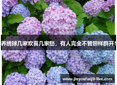 养绣球几家欢喜几家愁，有人完全不管照样群开！